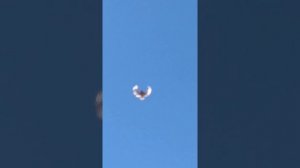 серпастые голуби "крестики"