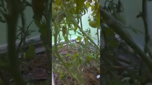 моя теплица томат шедевр алтая смотреть онлайн