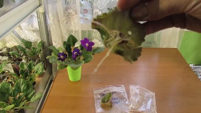 "ЛУЧШИЙ СПОСОБ" УКОРЕНЕНИЯ ФИАЛКИ. м-даа смотреть онлайн