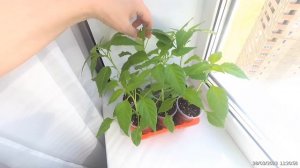 Стеллаж для рассады,на подоконник ?