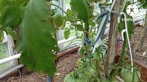 Сибирь. Обзор и дегустация Томатного Гнома Сладкая жар птица.