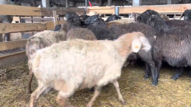 Наши ярочки F1 смотреть онлайн