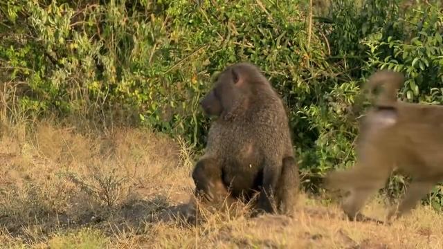 Птица секретарь искусный охотник HD смотреть онлайн