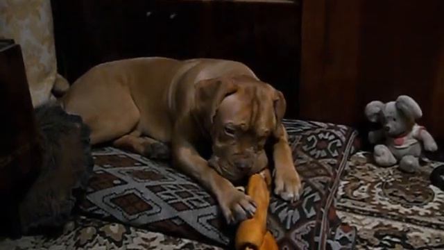 бордоский дог БЕНЯ 7мес смотреть онлайн