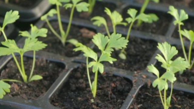 Какие овощи посеять в феврале!?! смотреть онлайн