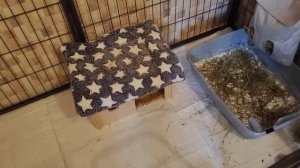 Дневник Минилопа Шлёпы. Часть 1