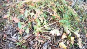 Это просто ГРИБНОЕ БЕЗУМИЕ!!! Хоть КОСОЙ КОСИ ГРИБЫ!!! Осенний сбор грибов