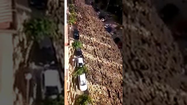 Вот это да столько баранов в Турции.Готовятся на праздник Курбанай.