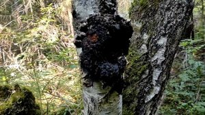 Срубил ЧАГУ - спас дерево!? || Что такое ЧАГА? Вся правда о ЧАГЕ #4