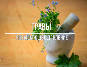 Травы, повышающие давление #травы