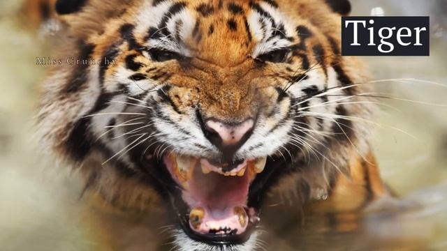 Top 10 Most Powerful Animals on Planet Earth ➡ Prepare to be amazed смотреть онлайн