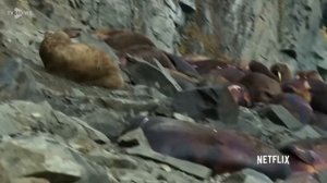 Моржи падают с 80 метровой скалы!!!