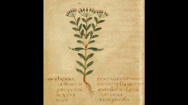 Червен Кантарион - Centaurium erythraea смотреть онлайн