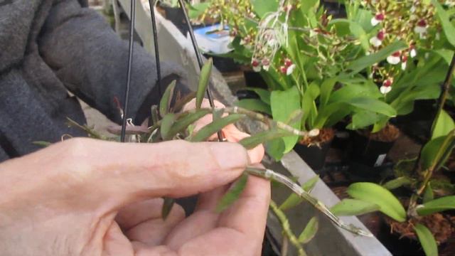 è un anno strano, alcuni Dendrobium pierardii iniziano a ffiorire con 1, 5 mesi d'anticipo смотреть онлайн