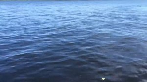 Змея озеро Отрадное