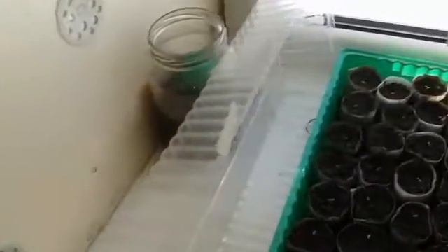 Земляника из семян. Способ посадки смотреть онлайн