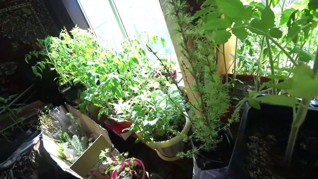 Комнатные растения (обзор), часть 3 смотреть онлайн