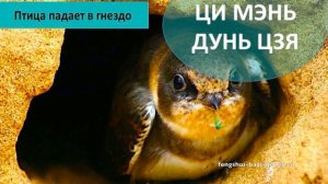 #19 Структура Ци Мэнь «Птица падает в гнездо» l Ци Мэнь Дунь Цзя
