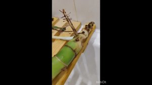 Диффенбахия, драцена, плектрантус (и традесканция прицепилась).