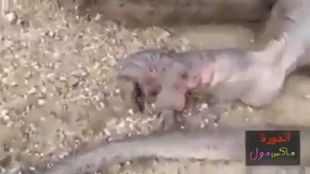 Смотреть срочно живой дракон смотреть онлайн