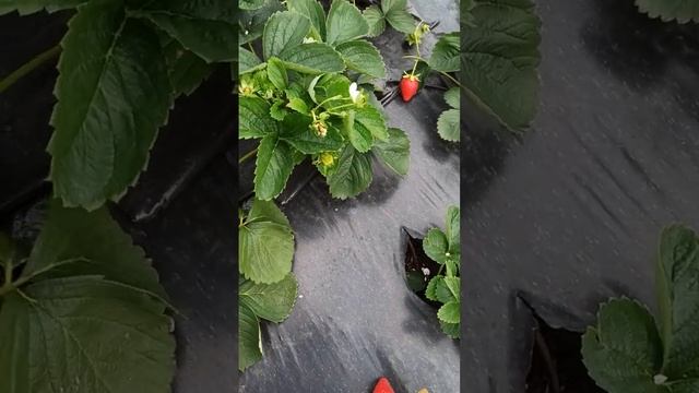 Клубника сорт Мурано. Прекрасный ремонтантный сорт. Очень сладкий, ароматный, урожайный!