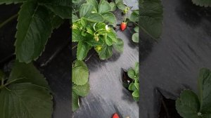 Клубника сорт Мурано. Прекрасный ремонтантный сорт. Очень сладкий, ароматный, урожайный!