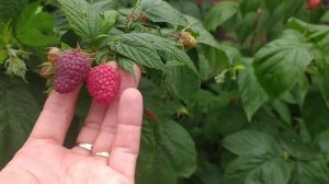 Малина Бабье лето. Первые ягодки в этом году)