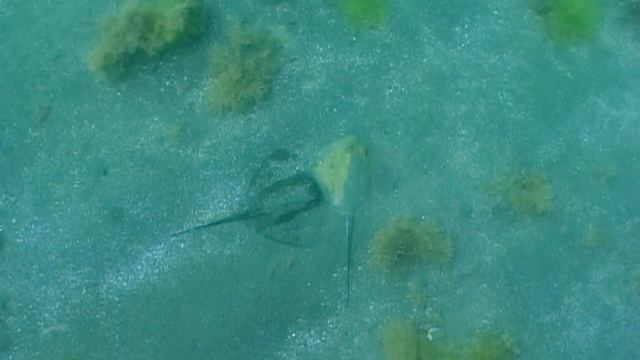 О чем молчат рыбы.18 СКАТЫ Черного моря смотреть онлайн