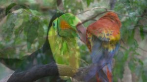 Прекрасный цветастый 4к мир.mp4