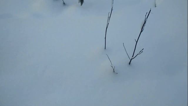 Очередная проверка капканов с напарником смотреть онлайн