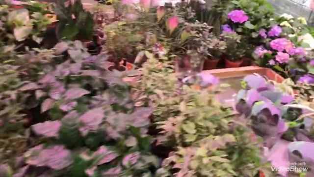 Цветочки в Леруа Мерлен! Лужайка Вереска.... смотреть онлайн