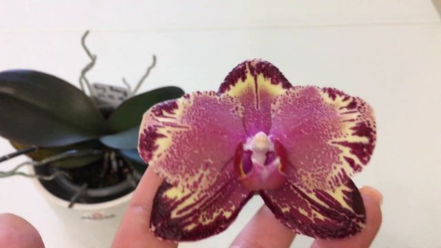 Phal.  Big Bang.( Большой взрыв.)