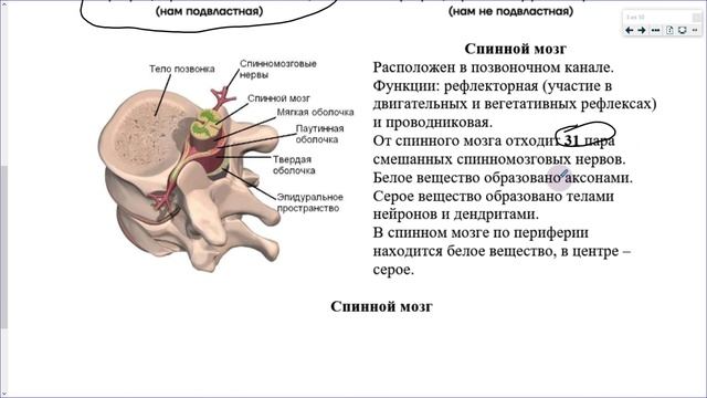 28_Нервная система