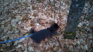 Поводок-рулетка для кошачьей прогулки