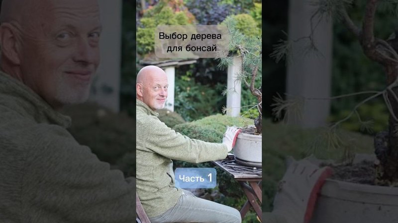 Выбор дерева для бонсай. Часть 1. #бонсай #bonsai #ниваки #сад #андрейдарусенков