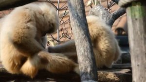 Гиббон - интересные факты, животные Азии, белорукий гиббон