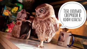 Кофе с совой и сверчками. Сколько вам ложечек доброты добавить?
