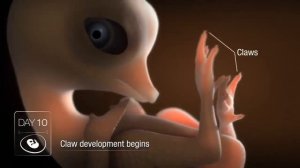 Рост цыпленка в яйце!!!