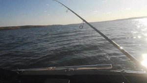 Осенний судак на Белоярке. Секретный цвет резины!