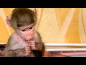 РУГАЮСЬ на Люську СТРАШНО! Она достала весь спрятанный шоколад !