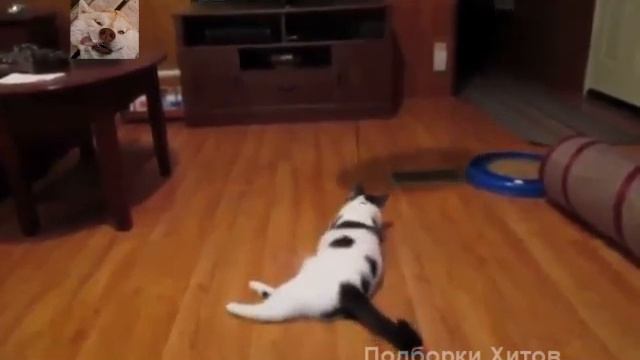 Смешные кошки.Прикольные животные.Funny Cats 9 Plays Compilation Cute Cat Compilation смотреть онлайн