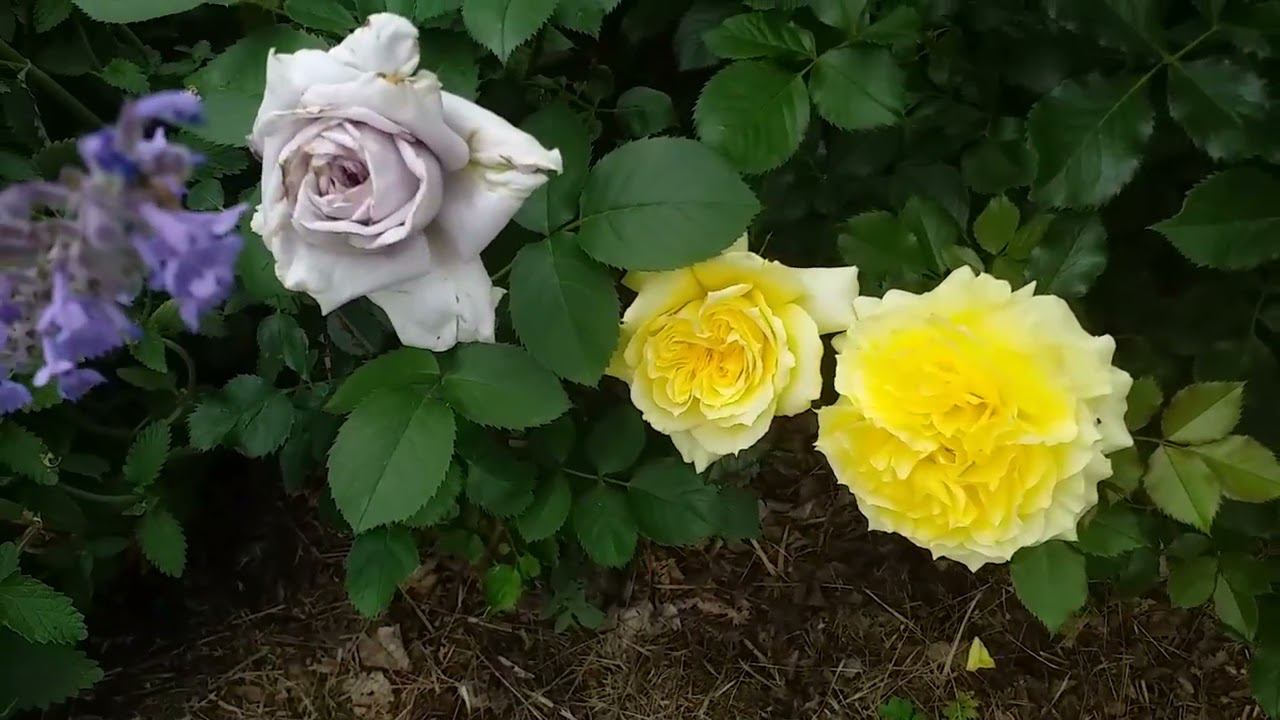 РОЗЫ и КОМПАНЬОНЫ