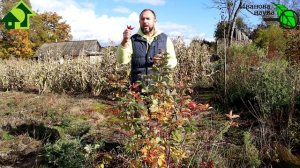 КОГДА ЛУЧШЕ ВСЕГО СОБИРАТЬ ШИПОВНИК? 3 срока сбора - тройная польза!