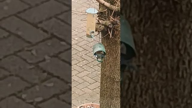 Bird  Bluetit on the peanut butter jar