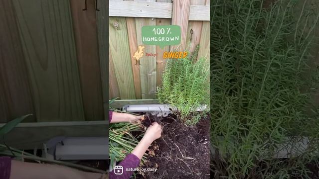 Happy ginger harvest in my garden  harvest  garden nature