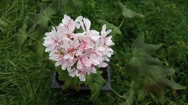 Пеларгония стеллар Вектис Файнери