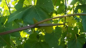 Почему верхушка винограда сгибается книзу и другие факты.