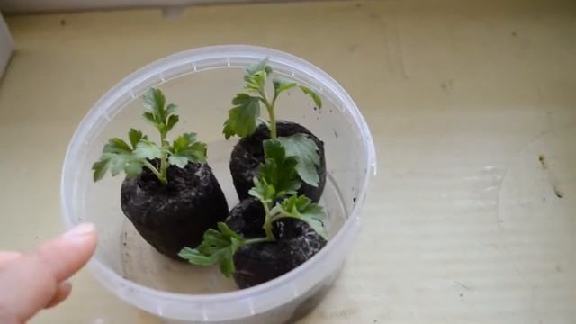 Укоренение черенков хризантемы