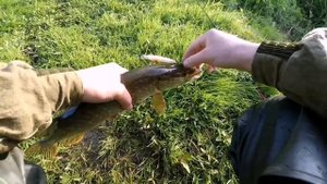 Рыбалка на реке Дон, Рыбалка на спининг, судак, щука, голавль) рыбалка в Воронежской области)