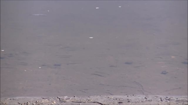 Рыбалка 2019 г. на фидер 8 мая на река Волга (средняя) смотреть онлайн